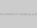 Anti-Anti-MARCH7 Antibody antibody